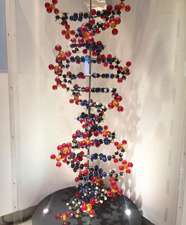 Fotografia de um modelo físico da dupla hélice de DNA exposto em Roma